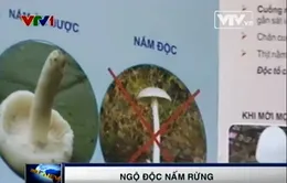 Cảnh báo các loại nấm chứa độc tố cao
