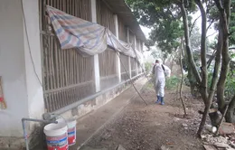 Hơn 130 tỷ đồng phòng chống cúm gia cầm