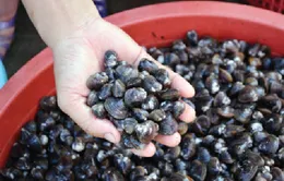 Người dân Hà Nội hoang mang khi thủy sản nhiễm kim loại nặng