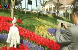 Lễ hội hoa tulip tạo cơ hội việc làm tại Thổ Nhĩ Kỳ