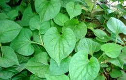 Bài thuốc Đông y trị bệnh sởi