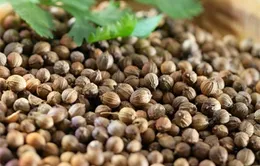 Thực hư tác dụng của hạt mùi với bệnh sởi
