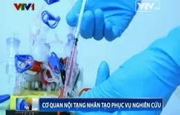 Xây dựng nội tạng nhân tạo để thử nghiệm thuốc