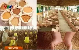 Các DN nước ngoài “thống lĩnh” thị trường thức ăn chăn nuôi