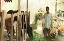Bò sữa giúp bà con Khmer ở Sóc Trăng thoát nghèo