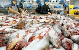 Xuất khẩu cá tra phải theo quy định mới