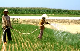 Phát triển thương hiệu tỏi Lý Sơn theo hướng bền vững