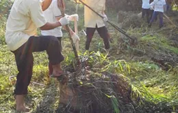 TP.HCM ra quân “Ngày Chủ nhật xanh” cải thiện môi trường