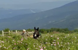 Bulgaria: Ngập tràn sắc hoa hồng trong vụ thu hoạch