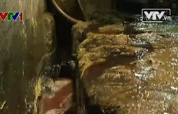Ngạt thở vì ô nhiễm tại làng mổ trâu, bò Phúc Lâm
