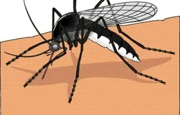 Cách chăm sóc tại nhà cho trẻ mắc sốt xuất huyết