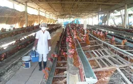 Doanh nghiệp Việt đua nhau chuyển hướng đầu tư vào nông nghiệp