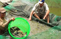 Nông dân ĐBSCL đổ nợ vì cá rô đầu vuông