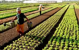 Có nên ưu đãi lãi suất cho các hộ khá và hộ giàu ở nông thôn?