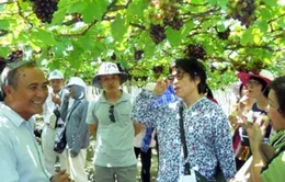 Lễ hội Nho và Vang 2014: Tôn vinh giá trị cây nho