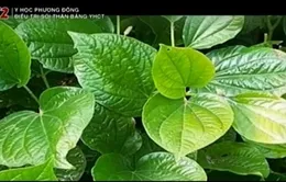 Chữa đau răng, đau nhức xương nhờ lá lốt