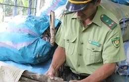 Quảng Ngãi: Nạn khai thác trái phép vỏ cây bùi gia tăng