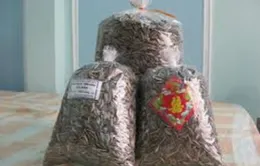 Hà Nội: Chưa phát hiện độc chất trên hạt hướng dương