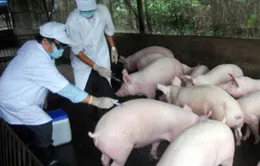 Bệnh lở mồm long móng và tai xanh lan rộng ở Hà Tĩnh