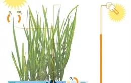 Tổng hợp điện năng từ cây xanh ở Hà Lan