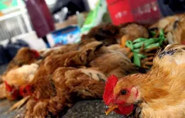 Trung Quốc: Thêm một ca nhiễm cúm gia cầm H7N9