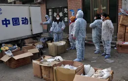 Trung Quốc: Bùng phát dịch cúm A/H5N1 tại Quý Châu