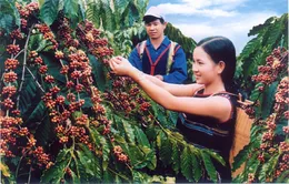 Quyết định thu hồi thương hiệu cà phê Buôn Ma Thuột tại Trung Quốc 