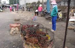 Dịch cúm giá cầm diễn biến phức tạp