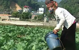 Gia Lai: Rau màu giảm giá, không tiêu thụ được 