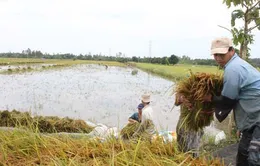 Hậu Giang: Giá lúa Đông Xuân bắt đầu sụt giảm