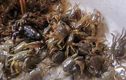 Thông tin thủy sản Hà Nội nhiễm kim loại nặng là không chính xác