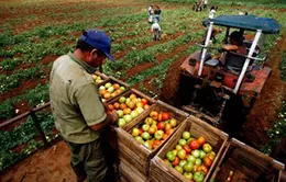 Cuba – EU kết thúc đàm phán về cải thiện quan hệ