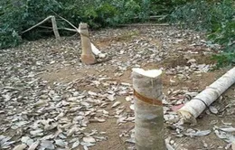 Sau 6 tháng, 20.000 ha cao su tại Tây Ninh bị đốn bỏ