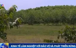 Phát triển kinh tế lâm nghiệp gắn với bảo vệ và phát triển rừng