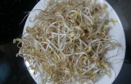 Tận dụng vỏ hộp sữa tươi để làm giá đỗ