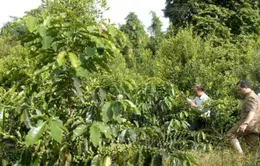 Cây Mắc-ca: Hướng đi mới cho Tây Nguyên