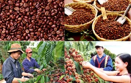 VIDEO: Chiến lược nào cho cà phê Việt Nam?