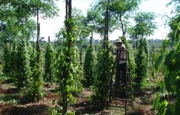Thị trường tiêu: Sản lượng giảm nhưng xuất khẩu lạc quan 