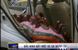 Bắc Ninh: Bắt giữ 300 gà thịt Trung Quốc nhập lậu