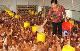 TP.HCM: Gia cầm nuôi trong nhà sẽ bị tịch thu 