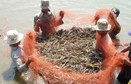 Cảnh báo tình trạng trục lợi bảo hiểm tôm ở Sóc Trăng