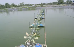 Huế: Người nuôi tôm bỏ vụ vì dịch bệnh