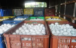 Hải Phòng: Thu giữ 40.000 quả trứng gà không rõ nguồn gốc 