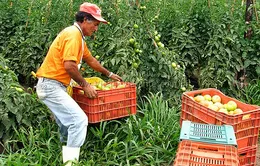 Giá lương thực tăng vọt ở Brazil