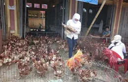 Lạng Sơn: Nhập lậu gia cầm giảm