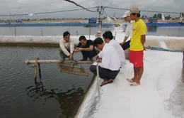 Nam Định: Tôm, ngao chết hàng loạt do nắng nóng