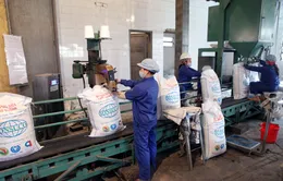 EU ngừng áp thuế nhập khẩu 400.000 tấn đường công nghiệp 
