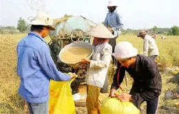 Gạo Việt Nam: Đứng đầu nhưng chưa có thương hiệu 