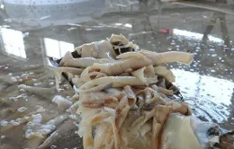Công nghệ chế chè khúc bạch từ da lợn thối 