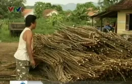 Thương lái ồ ạt mua thân sắn không rõ mục đích